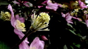 26th Oct 2012 - Clematis undressed