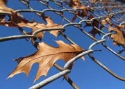 25th Oct 2012 - Escaping Leaves