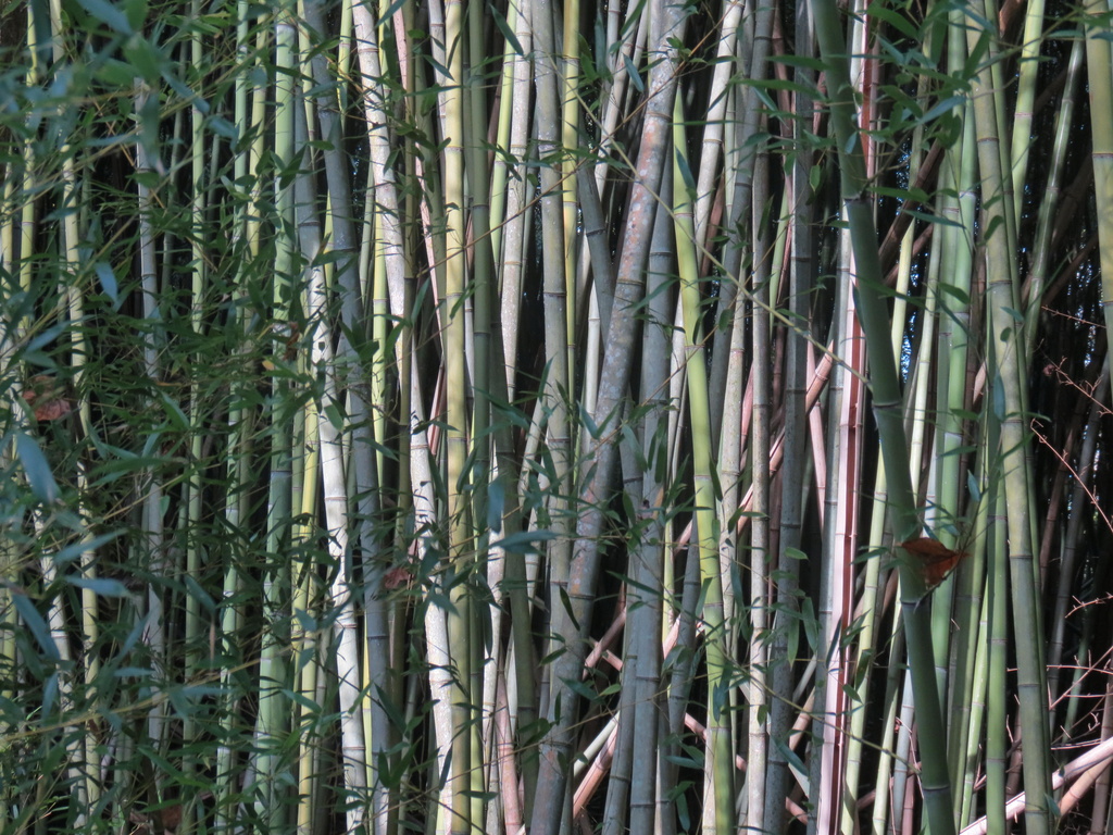 Bamboo Fence by grammyn