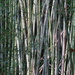 Bamboo Fence by grammyn