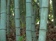 25th Oct 2012 - Bamboo Soldiers