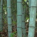 Bamboo Soldiers by grammyn