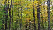 26th Oct 2012 - Black Mountain Woods