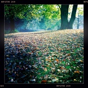 23rd Oct 2012 - Leaf hill