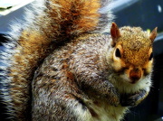 29th Apr 2012 - Soggy squirrel