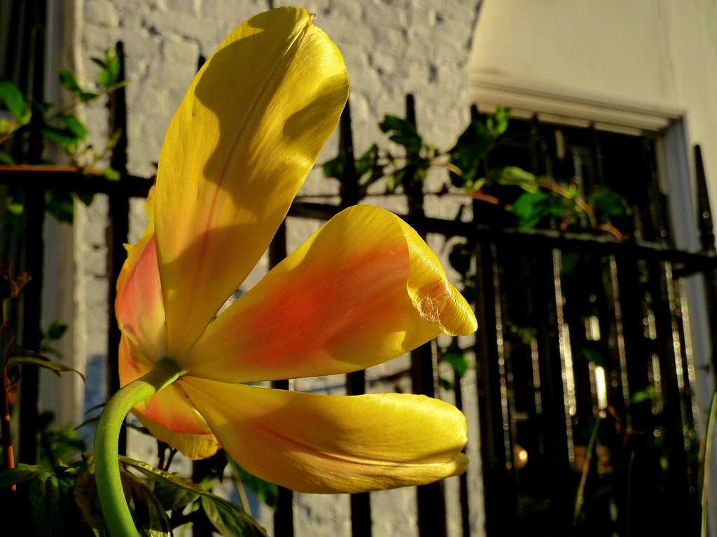 Tulip in the sun by boxplayer