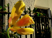 1st May 2012 - Tulip in the sun