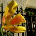 Tulip in the sun by boxplayer