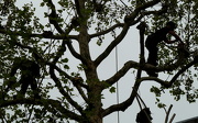 4th May 2012 - Tree climbers
