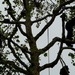 Tree climbers by boxplayer