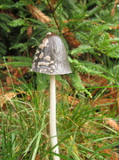 26th Oct 2012 - fragile fungus