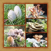 26th Oct 2012 - Fungi