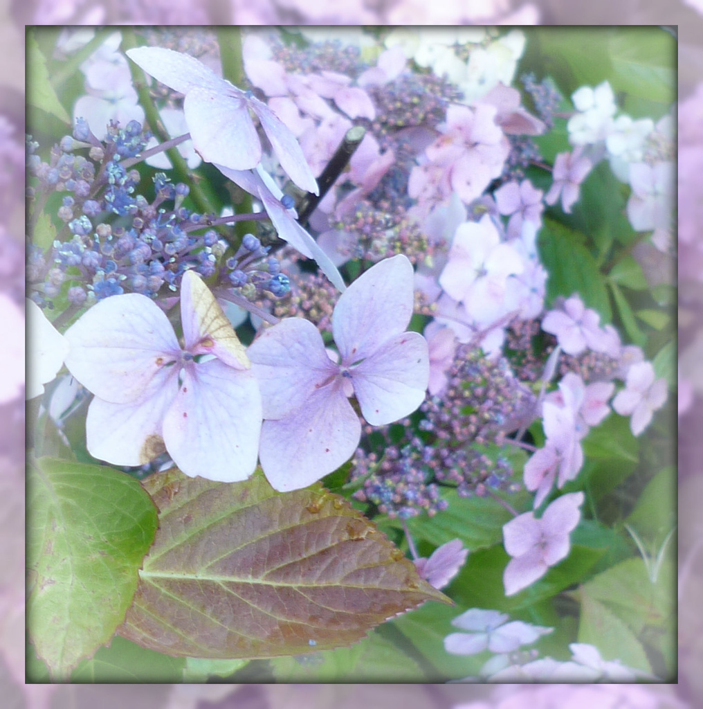 glorious tail end of hydrangea by sarah19