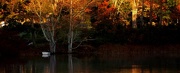 26th Oct 2012 - Shawme Pond