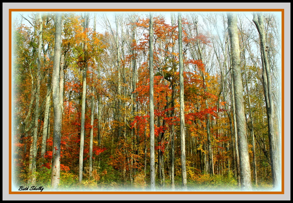 Fall Colors 2 by vernabeth