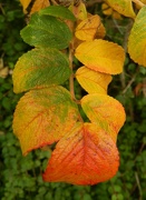 26th Oct 2012 - Wild Rose Leaves in Autumn
