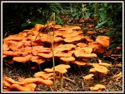26th Oct 2012 - Funghi by the million