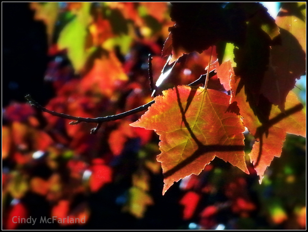 multicolored leaf by cindymc