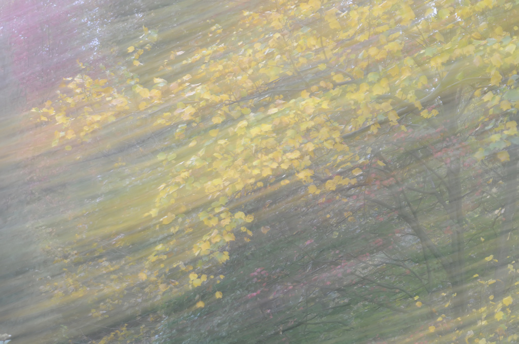 Impressionist Trees by lstasel