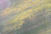 26th Oct 2012 - Impressionist Trees