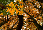 23rd Oct 2012 - Autumn leaves