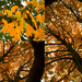 Autumn leaves by manek43509