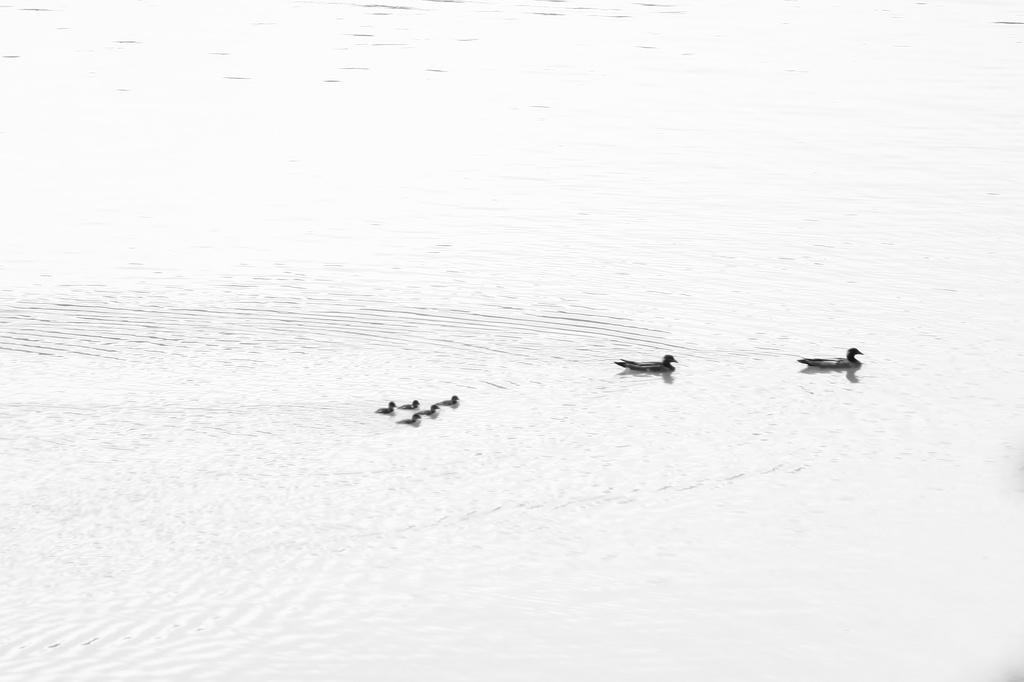 Five Little Ducks by wenbow