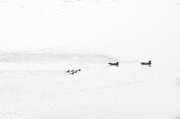 26th Oct 2012 - Five Little Ducks