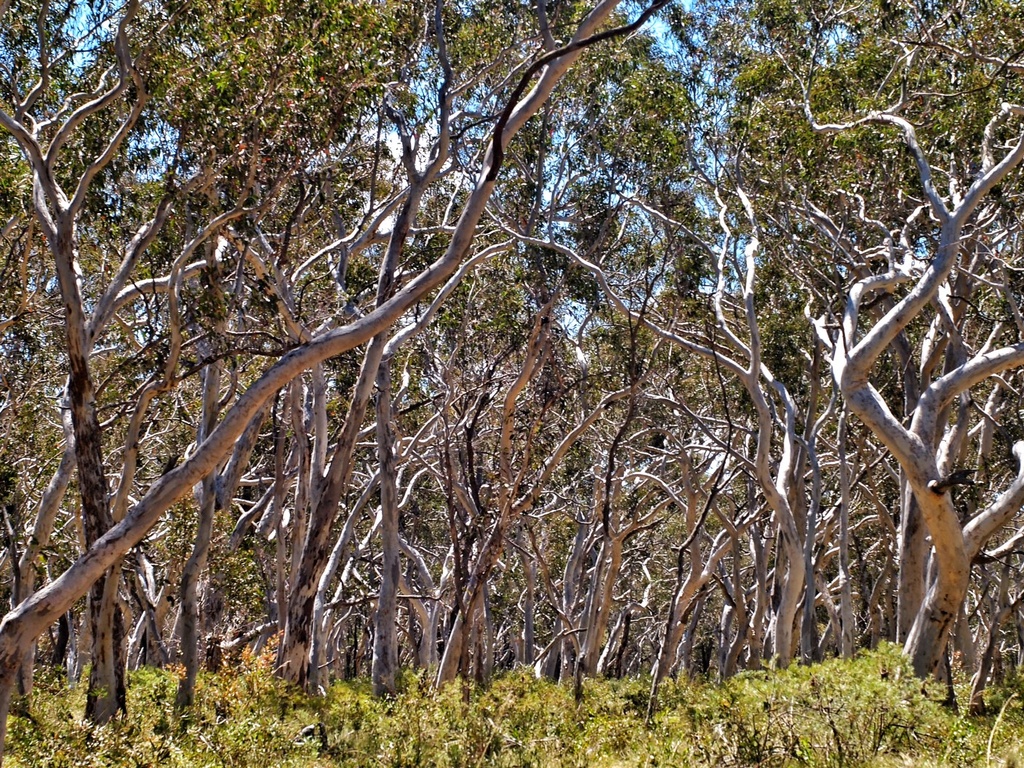 Scribbly gum forest by peterdegraaff