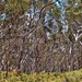 Scribbly gum forest by peterdegraaff