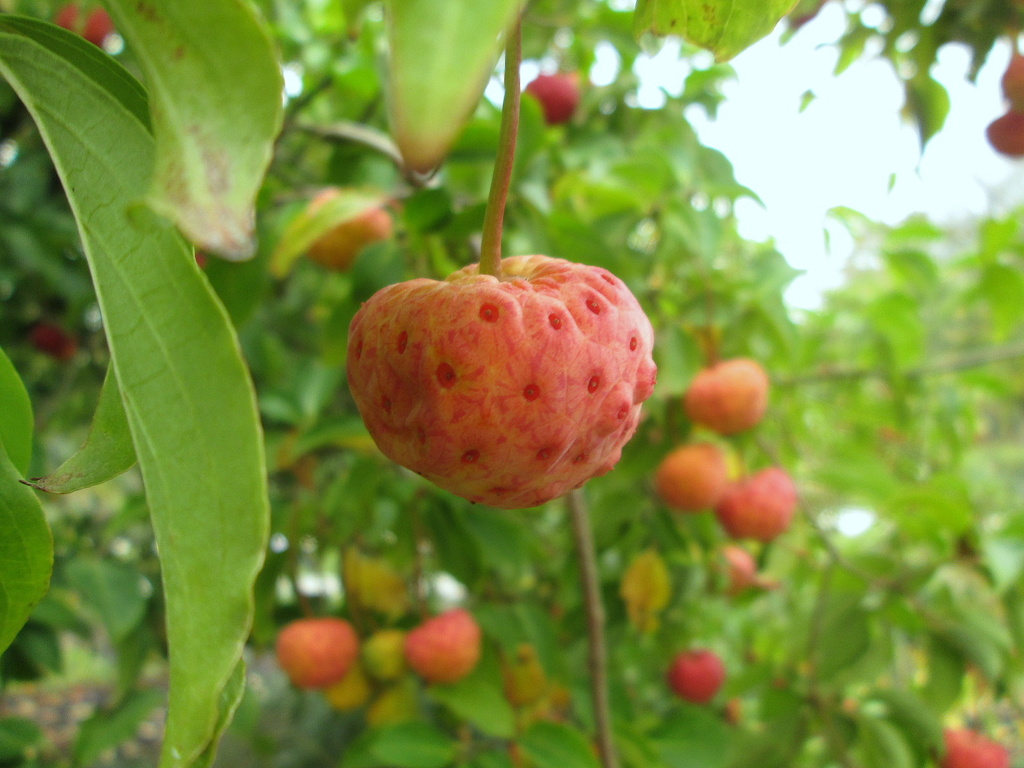 fruit of a flowering dogwood tree  (cornus kousa) by quietpurplehaze