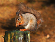 21st Oct 2012 - Red Squirrel ~ 1