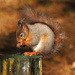 Red Squirrel ~ 1 by seanoneill