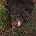 Red Squirrel ~ 2 by seanoneill