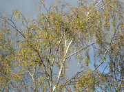 16th Oct 2012 - Silver birch ... 