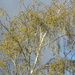 Silver birch ...  by snowy