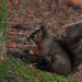Red Squirrel ~ 3 by seanoneill