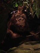26th Oct 2012 - Gorilla in the Restaurant 