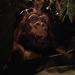 Gorilla in the Restaurant  by msfyste