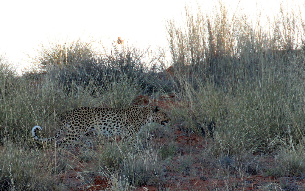 Spot the leopard by eleanor