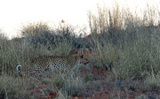 16th Oct 2012 - Spot the leopard