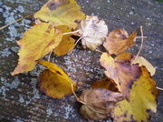 19th Oct 2012 - Autumn leaves.