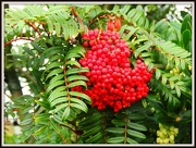 27th Oct 2012 - Nature's Food