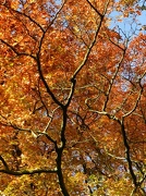 27th Oct 2012 - Autumn Tree in the Sunshine