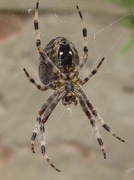 27th Oct 2012 - Films 6 - Arachnaphobia