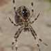 Films 6 - Arachnaphobia by mariadarby
