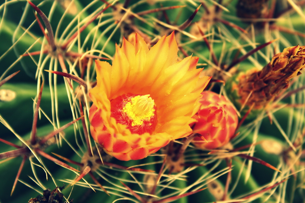 Cactus Flower by kerristephens