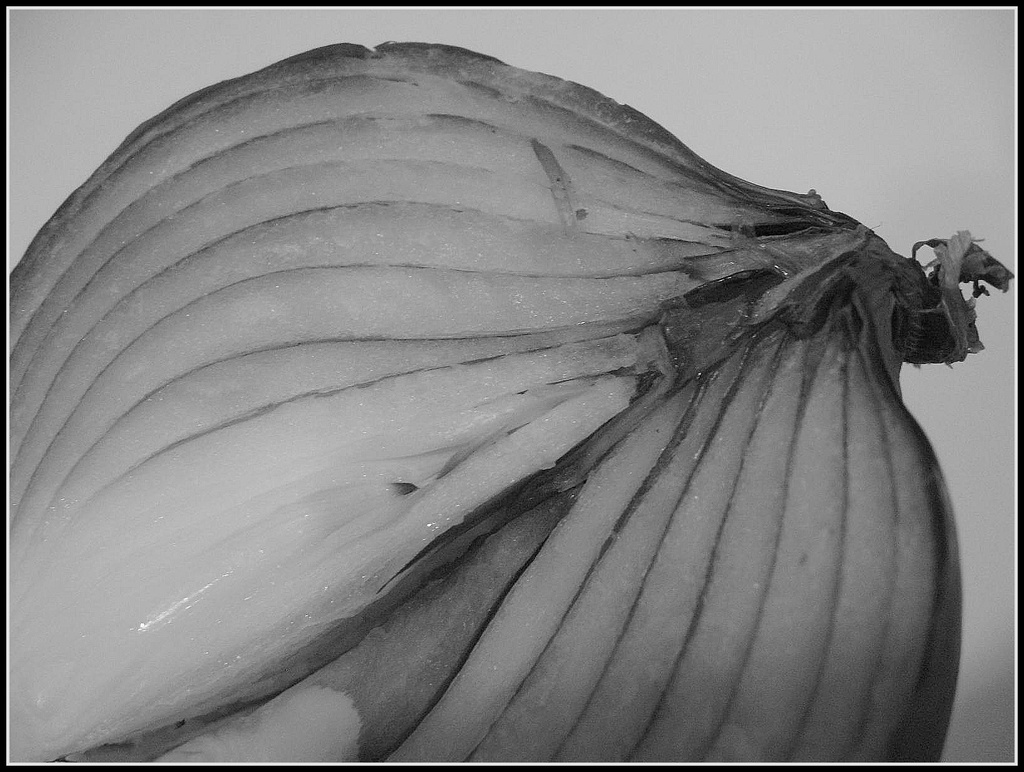 Onion or Garlic by olivetreeann