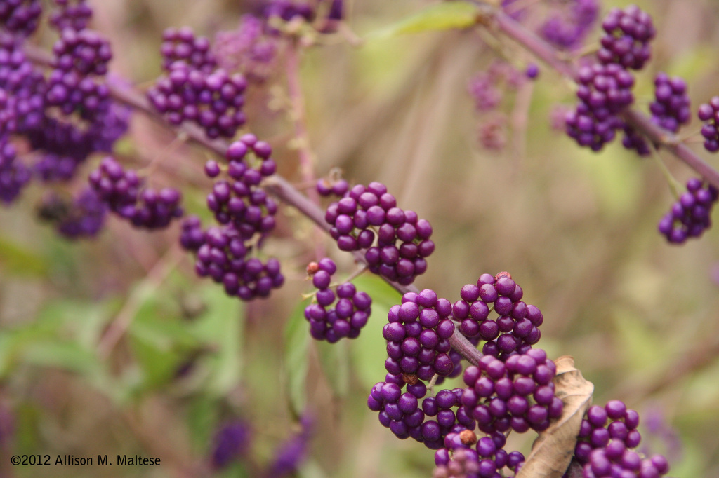 Beautyberry by falcon11