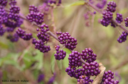 27th Oct 2012 - Beautyberry
